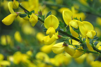 Close-up of yellow flowers growing on tree