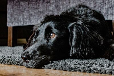 Close-up of dog lying down on floor at home