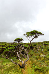 Tree on field against sky