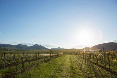 Scenic view of agricultural field against clear sky