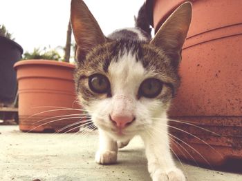 Close-up portrait of cat sitting outdoors