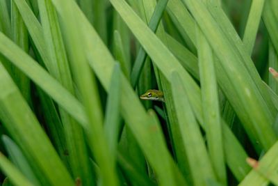 grass