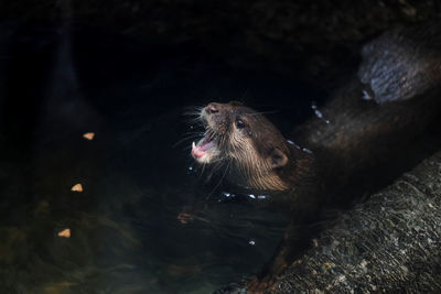 High angle view of an animal in water