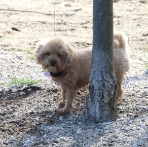 Puppy standing on land