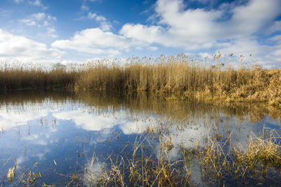 Reeds, water and white clouds on a blue sky, sunny day