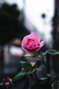 Close-up of pink rose