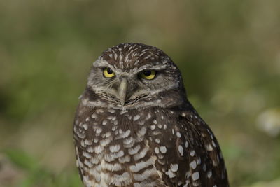 Close-up portrait of owl