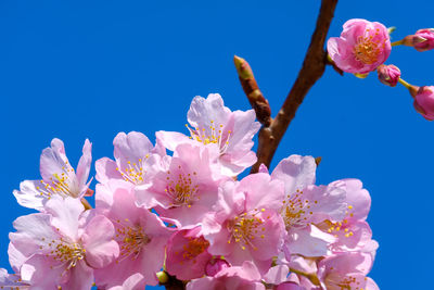 Close-up of pink cherry blossoms against blue sky
