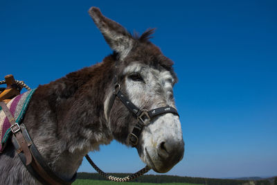 Close-up of horse against clear blue sky