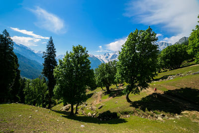 Trees on landscape against sky