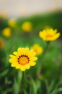 Close-up of yellow flowering plant on field