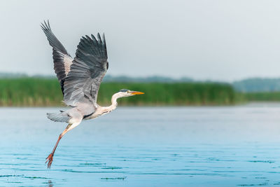 Bird flying over lake