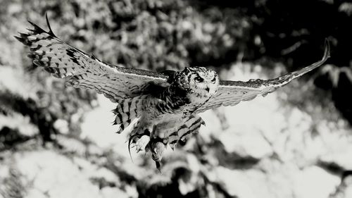 Close-up of plant against blurred background