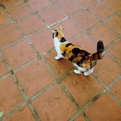 High angle view of cat relaxing on footpath