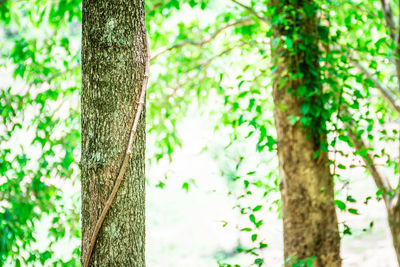 Close-up of bamboo tree trunk in forest