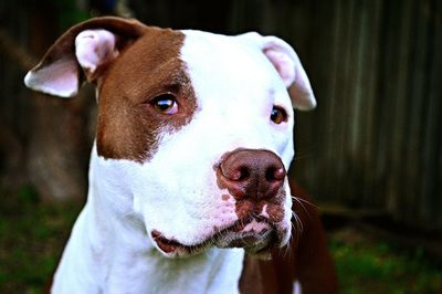Close-up of pit bull terrier