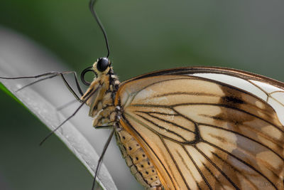 Close-up of butterfly on leaf