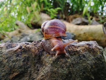 Close-up of snail on rock