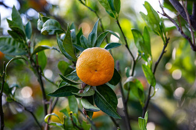 Close-up of orange fruit growing on tree
