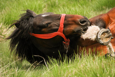 Horse in a field