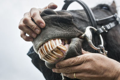 Teeth of a horse