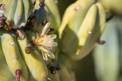 Close-up of flowering plant