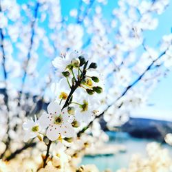 Close-up of white cherry blossoms in spring