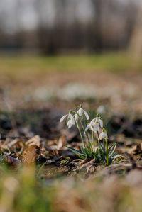 Close-up of white flowering plants on field