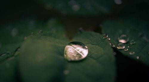 Close-up of raindrops on leaves