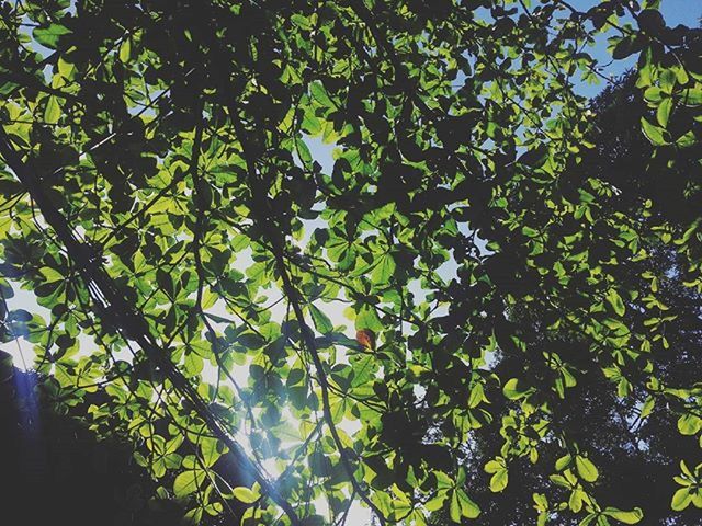 tree, growth, low angle view, branch, leaf, nature, green color, beauty in nature, tranquility, sunlight, day, outdoors, sky, no people, freshness, close-up, backgrounds, plant, green, lush foliage