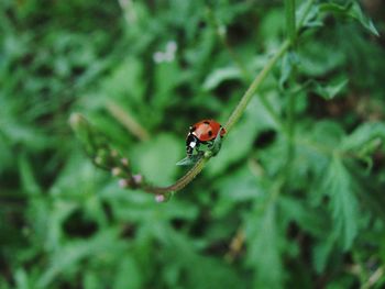 Close-up of ladybug on leaf