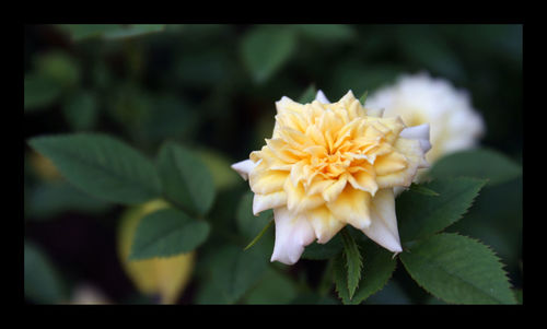 Close-up of yellow flower