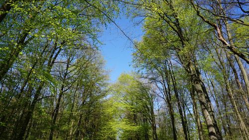 Low angle view of trees in forest against sky