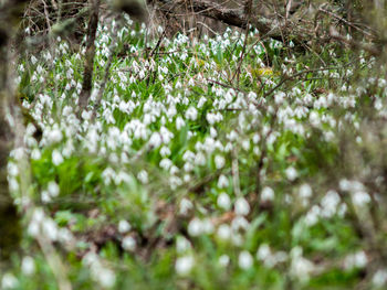 Close-up of plants against blurred background