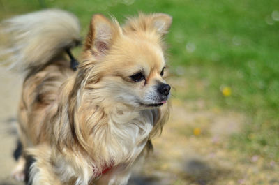 Close-up of a dog looking away