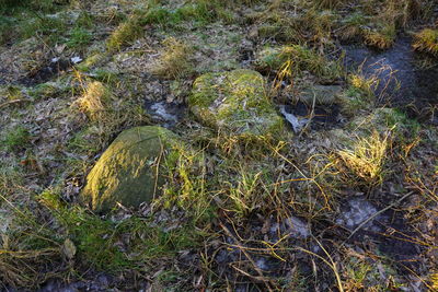 Scenic view of grass and water