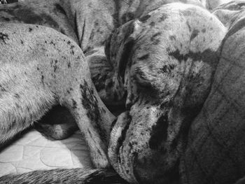 Close-up of a dog sleeping on bed