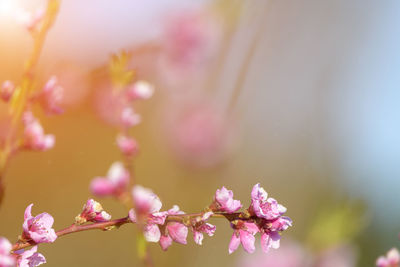 Close-up of pink cherry blossom