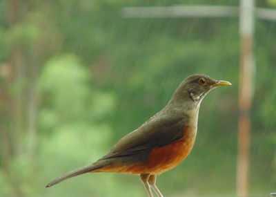 Close-up of bird perching on plant