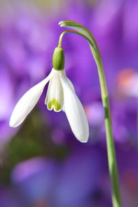 Close-up of flower blooming outdoors