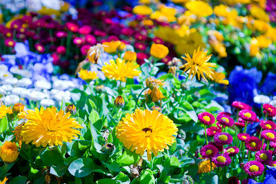 Close-up of yellow flowering plants