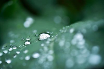 Close-up of water drops on leaf