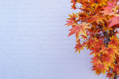 Close-up of orange maple leaves against wall
