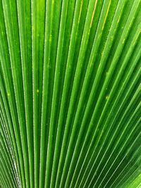 Full frame shot of palm leaf