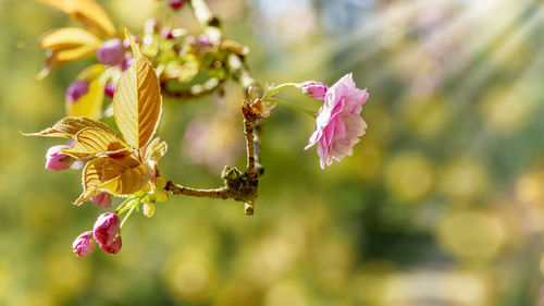 Close-up of pink flowering plant