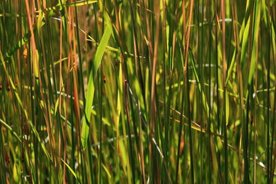 Close-up of grass growing in field