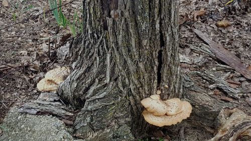 Full frame shot of tree trunk