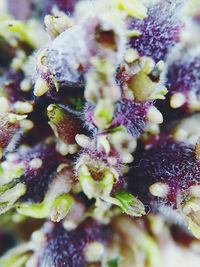 Close-up of plant against white background