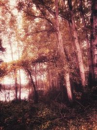 Trees in forest