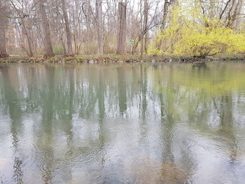 Scenic view of lake in forest